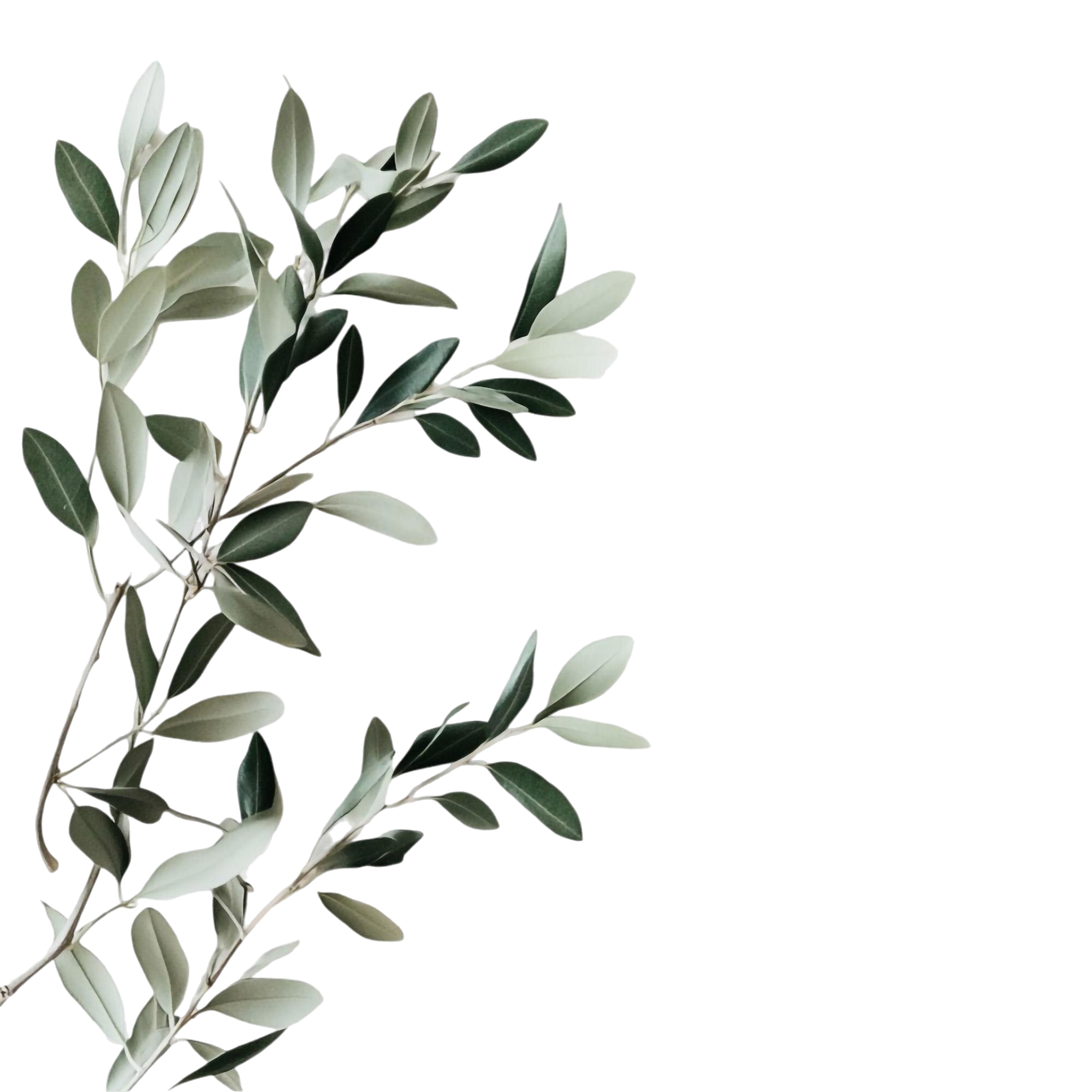 Plantilla de boda con ramas de olivo